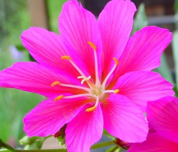 別墅花園設(shè)計(jì)