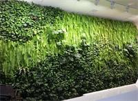 春季植物養(yǎng)護攻略