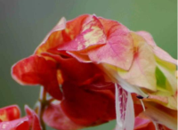 園林景觀設(shè)計里蝦衣花的四季保護(hù)方法