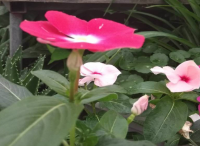 庭院設計里長春花冬季怎樣養(yǎng)